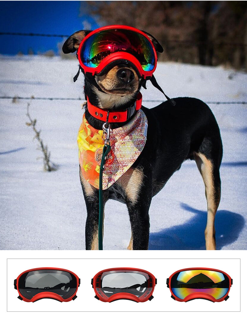 Doggy Goggies